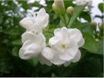 الصورة الرمزية yasmeen