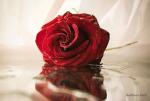 الصورة الرمزية sawsan
