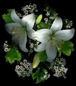 الصورة الرمزية الوافي